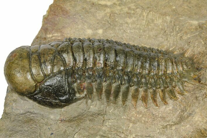 Detailed Crotalocephalina Trilobite - Atchana, Morocco #372406